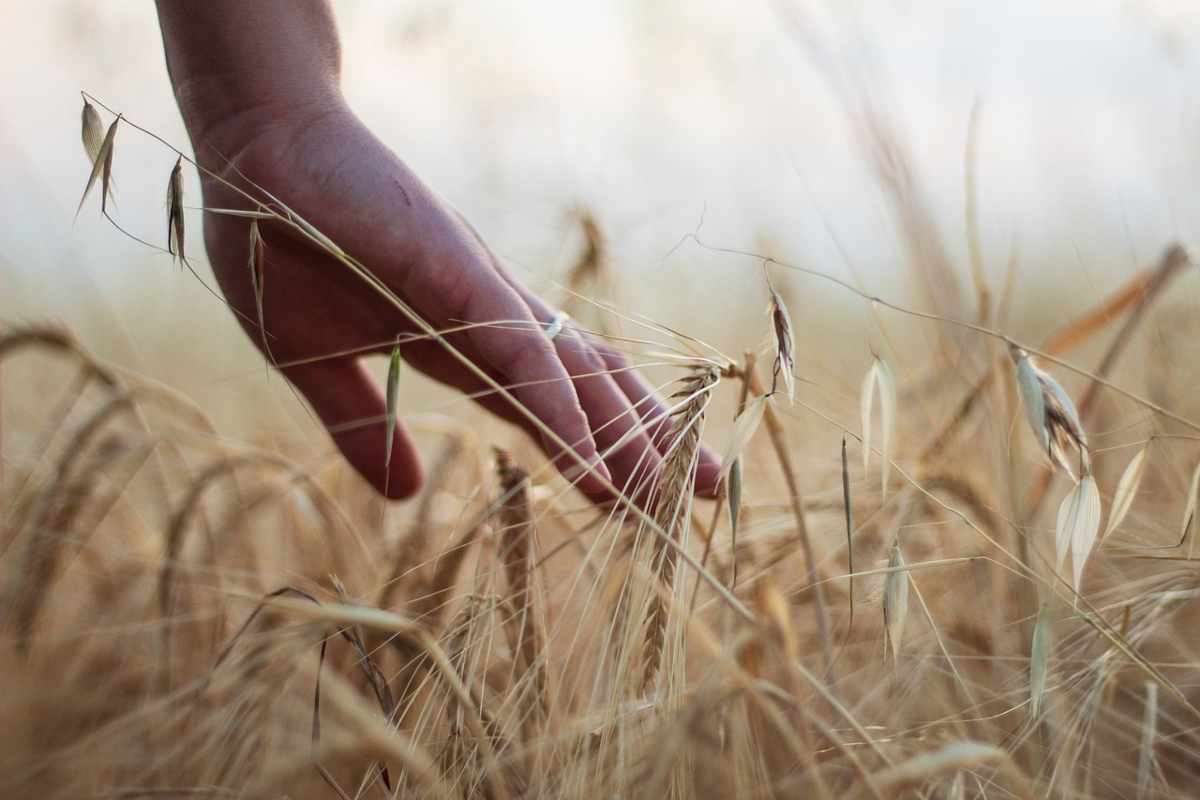 Come richiedere il Bonus Agricoltura da 500 euro 