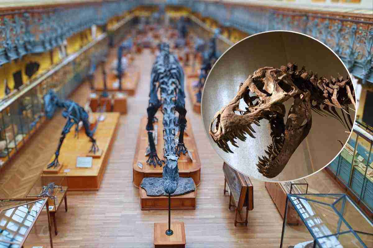 Alla scoperta dei dinosauri: tutti i musei