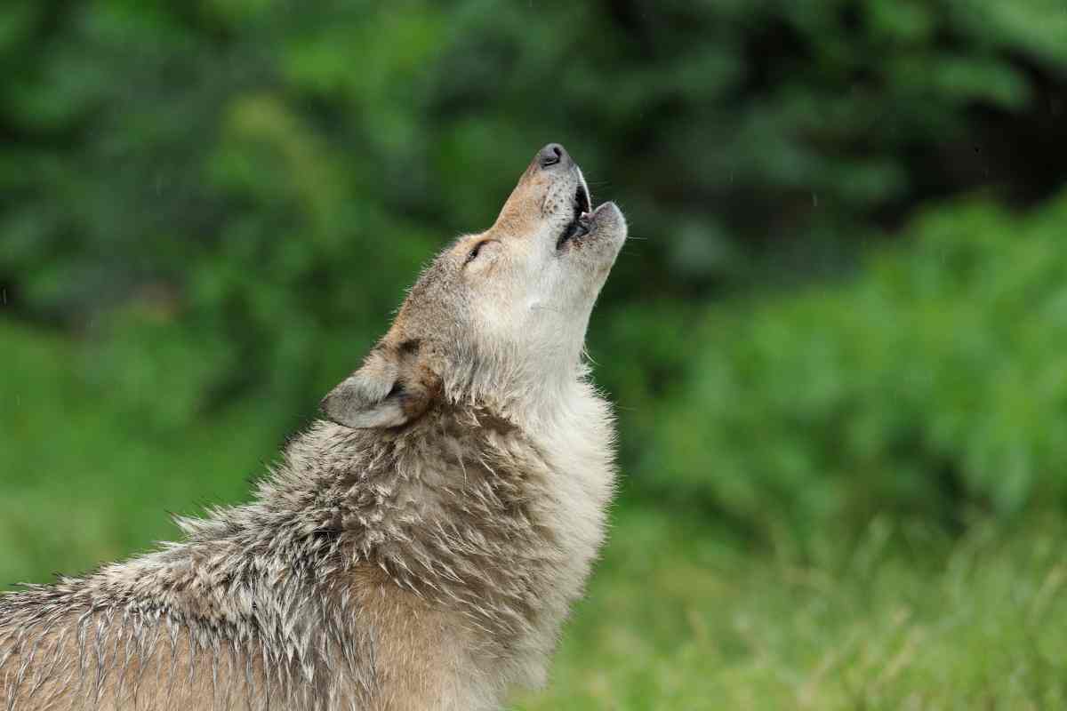 La rinascita del lupo grigio: dal rischio di estinzione alla ricolonizzazione