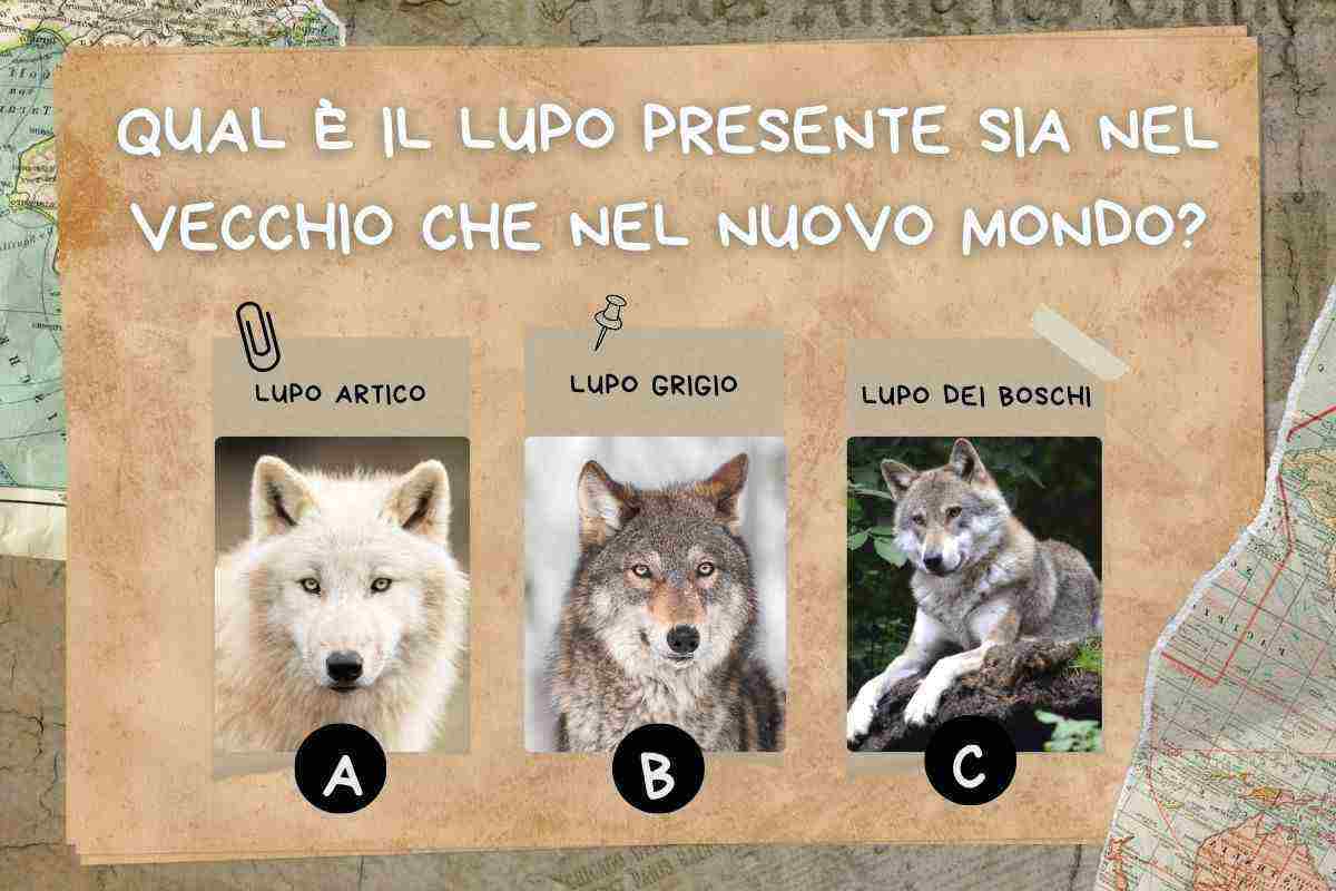 specie di lupo che si trova in tutto il mondo