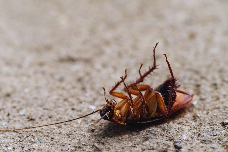 Blatte in casa, il rimedio naturale infallibile 